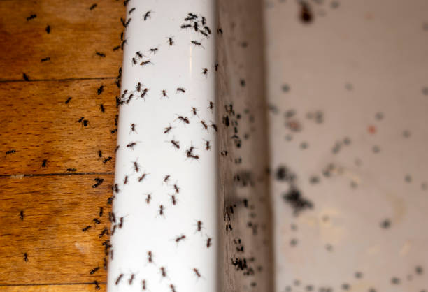 Best Local Pest Control Services  in , MT
