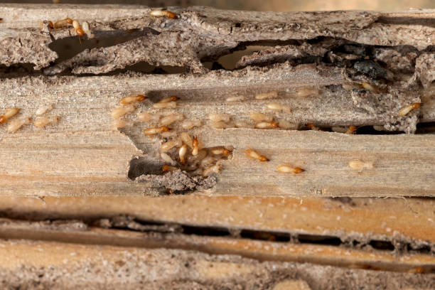 Best Pest Prevention Services  in , MT